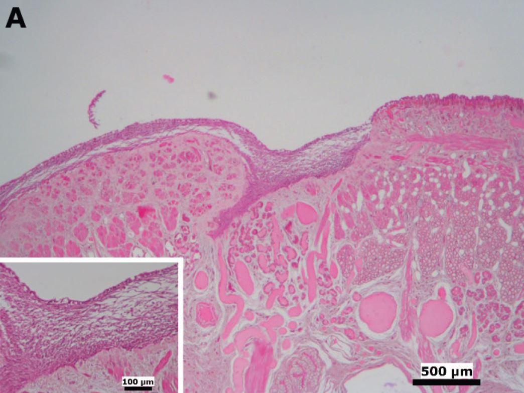 Untreated control leech, showing early healing. Comparative analysis of the different experimental conditions using hematoxylin and eosin staining.