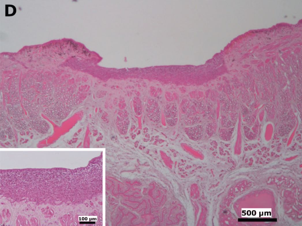 Leech grafted with CELLINK Fibrin-nHDF + NIR laser, showing markedly thicker surface epithelium and nearly normal underlying connective tissue