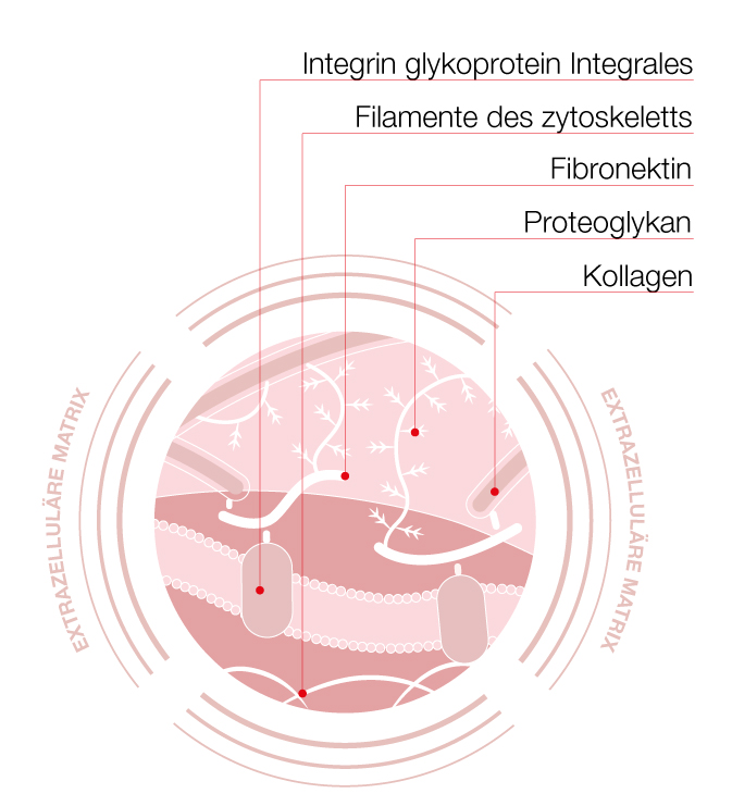 Hilterapia - Auswirkungen auf die extrazelluläre Matrix