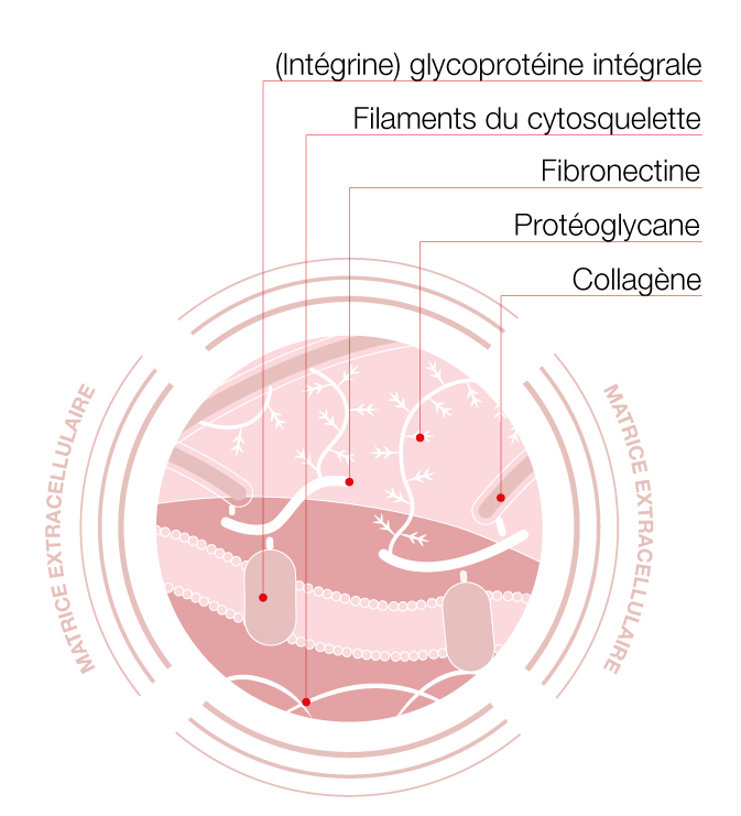 Hilterapia - Effets au matrice extracellulaire