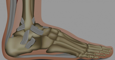 Caviglia - Ankle Joint