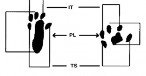 Research - Effect Nd:YAG sciatic nerve rats