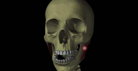 Research - TMJ disorders