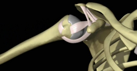 Shoulder 3D Anatomy