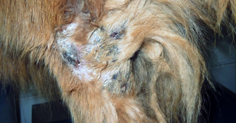 canine pyoderma